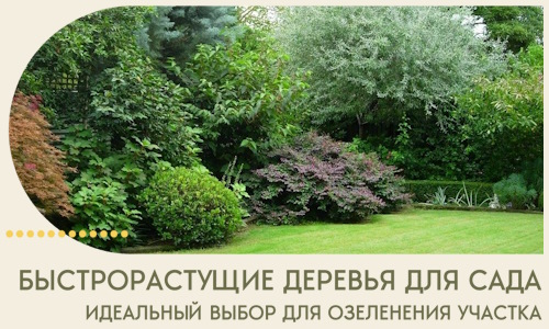 Быстрорастущие деревья для сада идеальный выбор в Лобне
