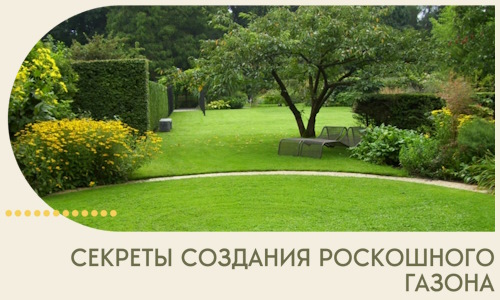 Секреты создания роскошного газона в Лобне